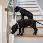 Bongaree Home Build Stairs